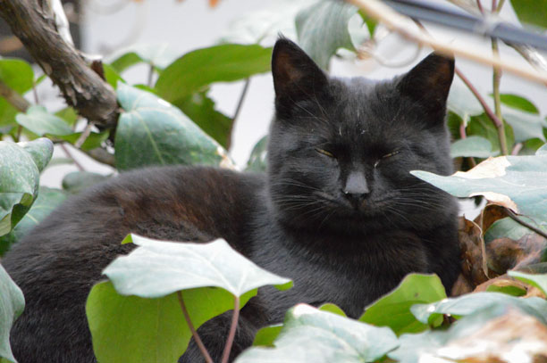 لحظه نگار - گربه سیاه خواب - خوابیده - محمدرضا شعبانعلی