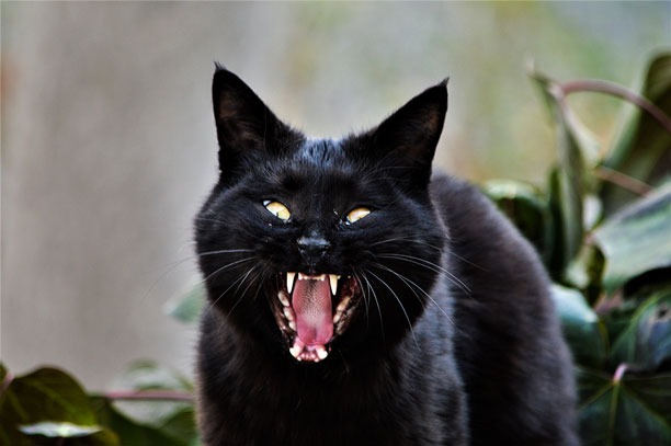 لحظه نگار - محمدرضا شعبانعلی - زغال : گربه سیاه عصبانی