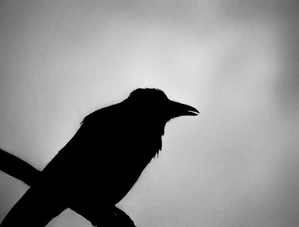 crow-11