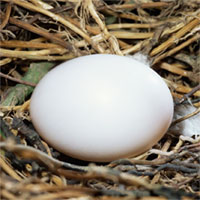 منطق تخم کفتری