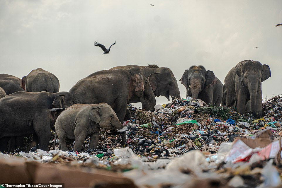 فیل در میانه زباله